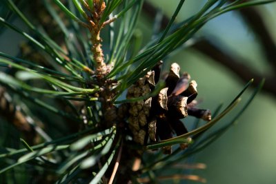 Pinus sylvestris 'Pyramidalis glauca' - borovice lesní - šiška3